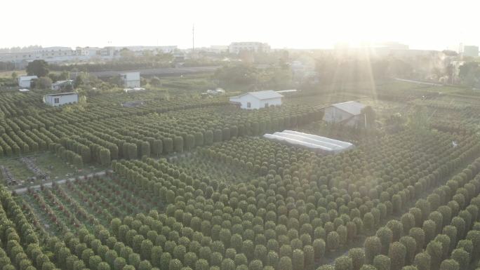 中国广东省广州市番禺区都那村年橘花场