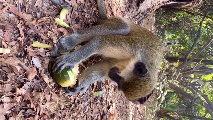 冈比亚比吉洛森林公园里，绿绒猴平静地吃着椰子