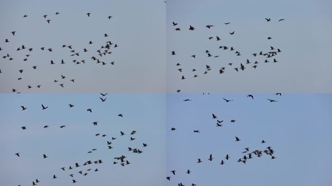 飞鸟飞翔天空翱翔