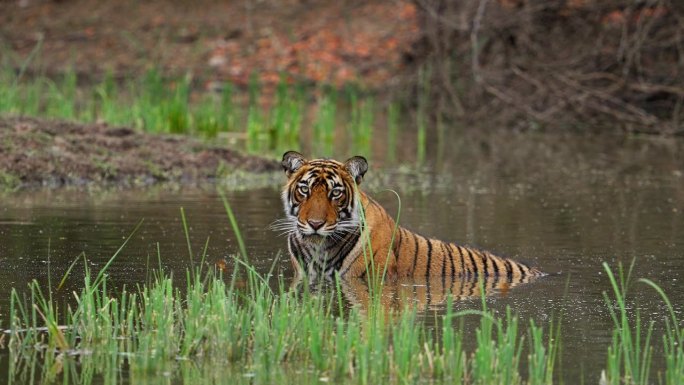 一只野生美丽的皇家孟加拉雌虎Panthera Tigris在印度森林的一个水池里游泳