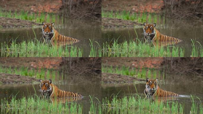 一只野生美丽的皇家孟加拉雌虎Panthera Tigris在印度森林的一个水池里游泳