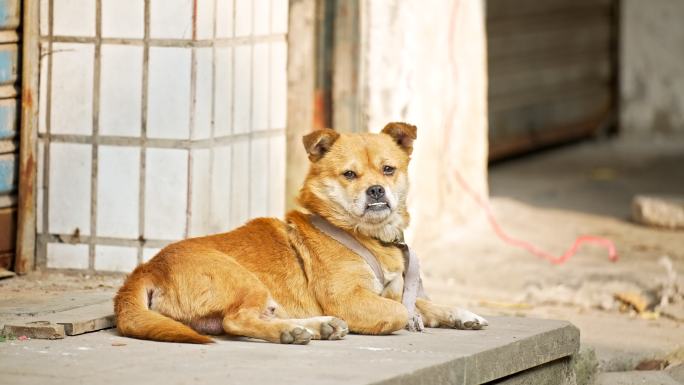 土狗 中华田园犬