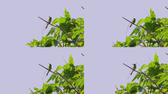 抬头环顾四周，然后飞走捕捉昆虫吃，泰国的小绿蜂