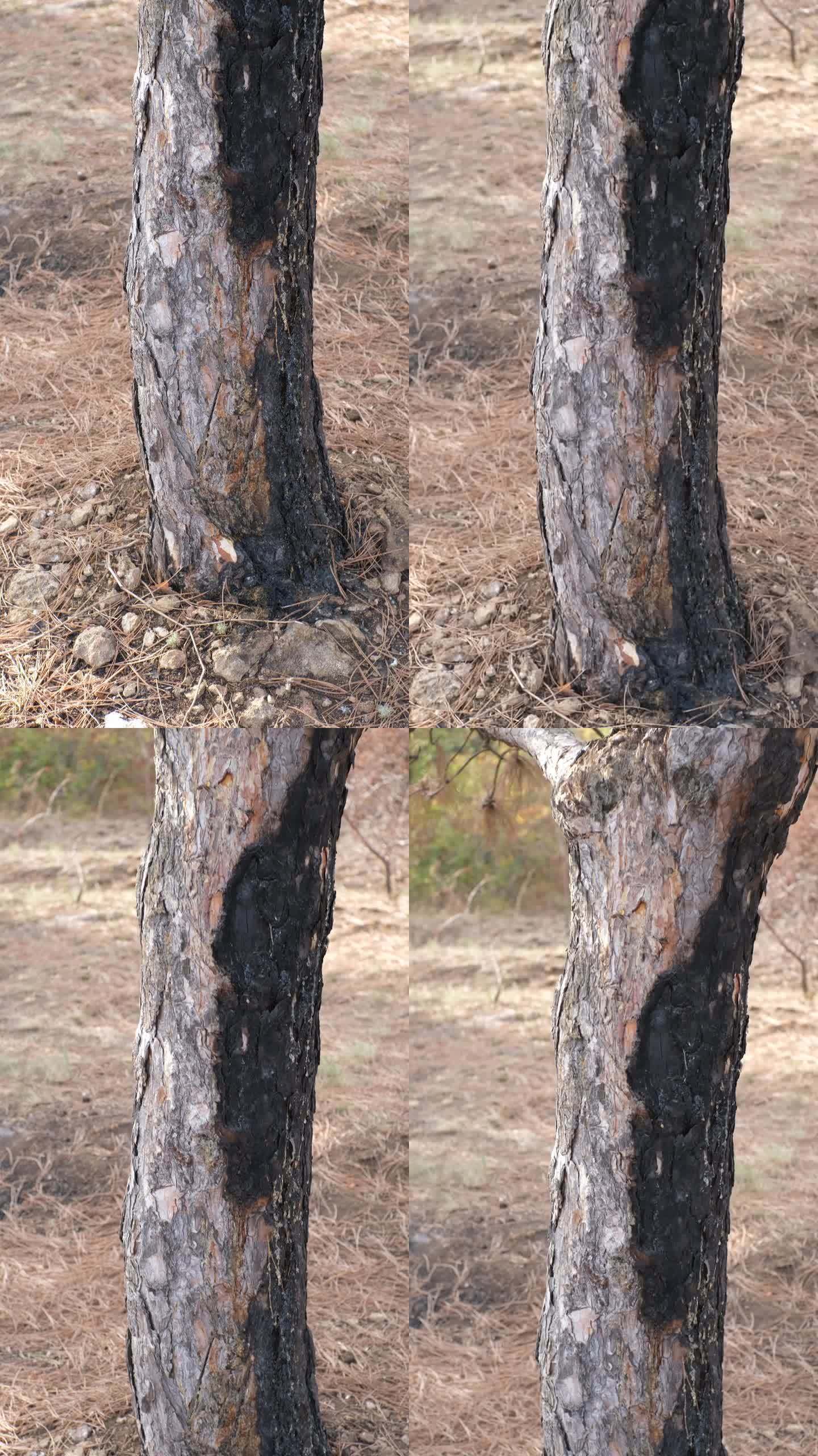 森林火灾的后果。烧焦的松树的黑色树干上沾着几滴树脂