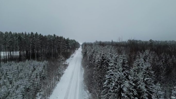 灰蒙蒙的天空下，白雪覆盖的针叶松林排列在乡村公路旁