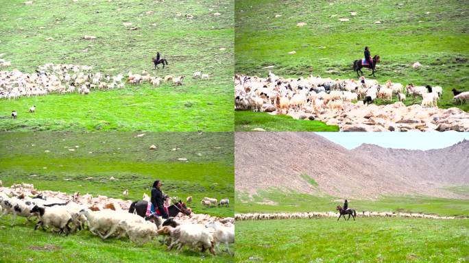 藏民骑马放牧
