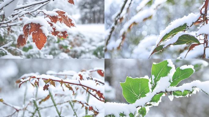 雪景  树叶 小草 雪景素材