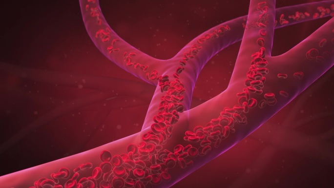 动脉中的红细胞，血流，医学人体保健概念背景，3d动画。
