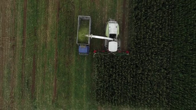 中国北方，收割绿玉米的收割机