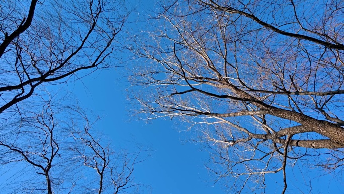 冬季晴天蓝天下的树枝随风摆动仰拍