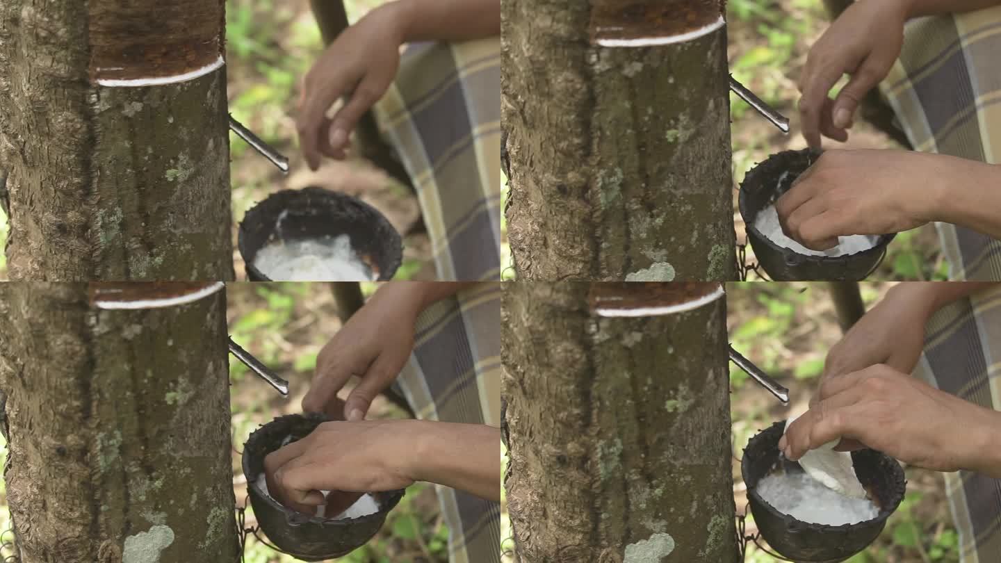 从橡胶树上的乳胶容器中取出硬化乳胶的人的手。