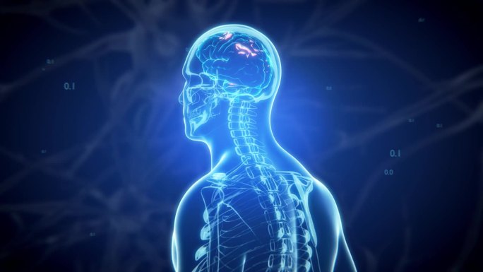 3d医学上精确的人脑图像。概念x线学人体、骨骼和大脑。
