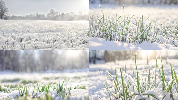 雪景  树叶 小草 草地上雪