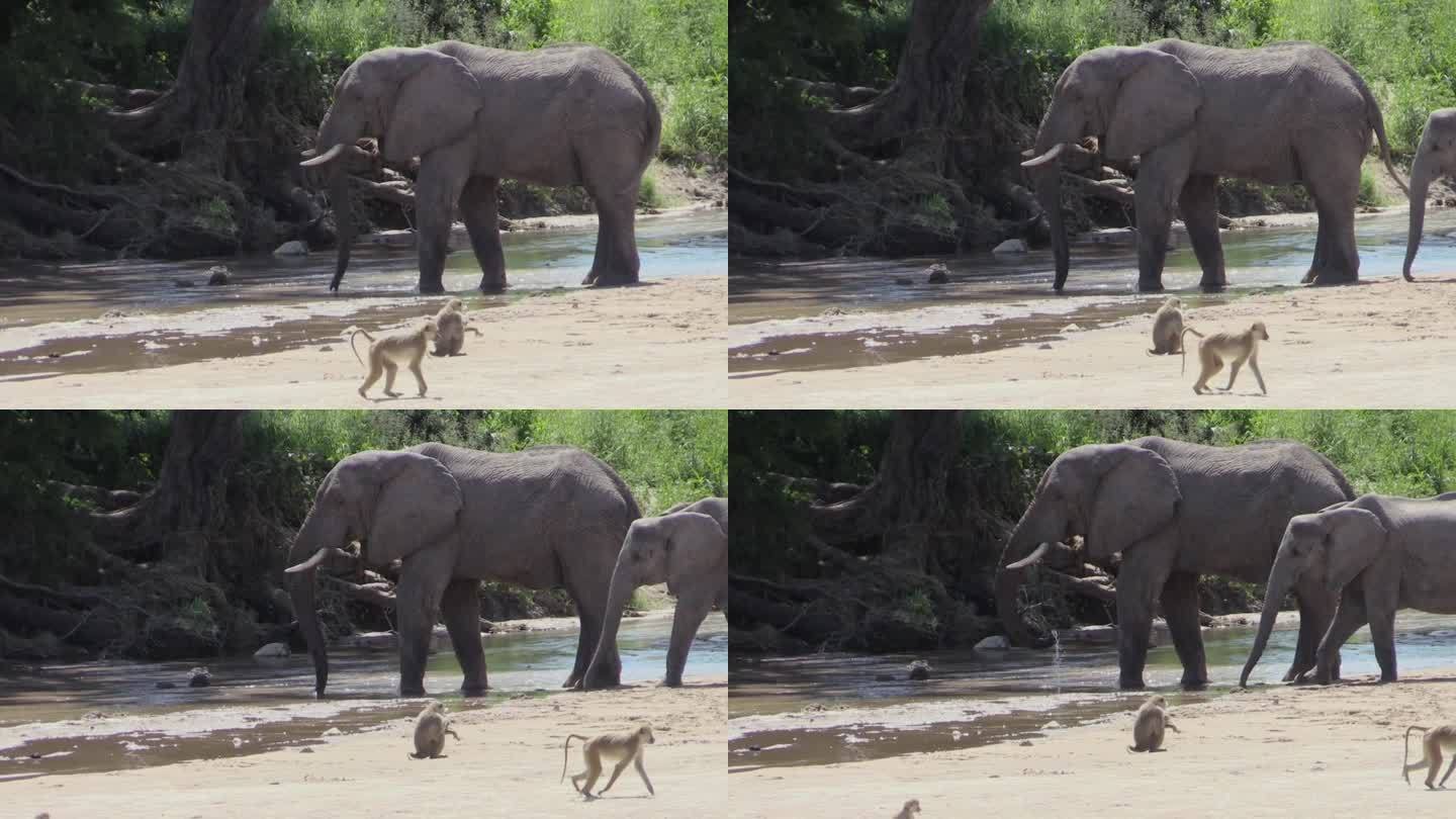 非洲象在沙质河床上饮水。第二，角斗象靠近了。前景有两只狒狒。