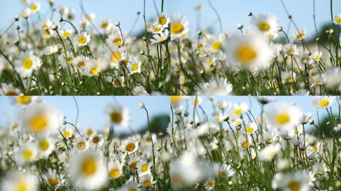 洋甘菊。白色的雏菊花在夕阳下的绿草地上随风摇曳。洋甘菊盛开，草地绿油油。特写慢镜头。自然、花、春、生