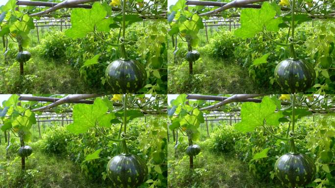 小粗纤维绿壳甜南瓜挂在植物上。