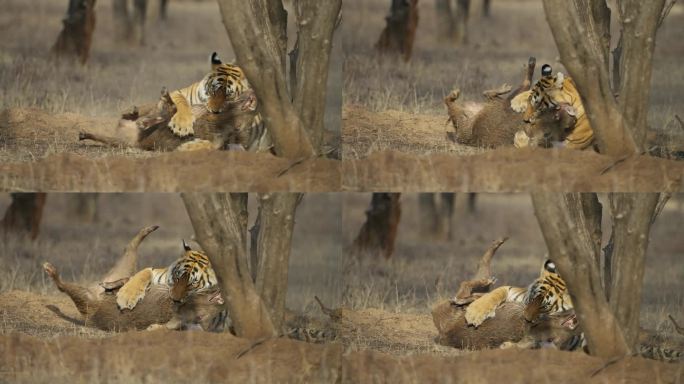 一只野生皇家孟加拉雌虎或底格里斯虎正在追捕野猪并拖着猎物