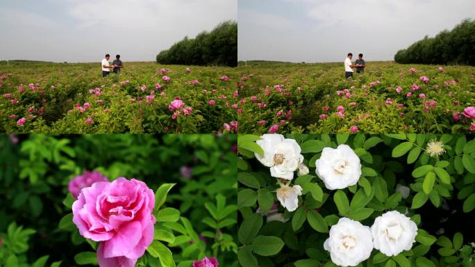 种植野玫瑰 牡丹花