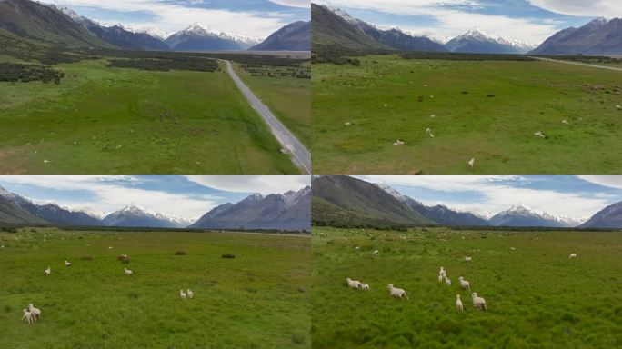 航拍新西兰库克山国家公园羊群追逐