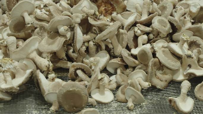 鲜蘑菇的筛选与准备：农场到餐桌的旅程
