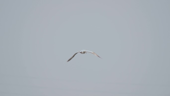 野生鸟类-西伯利亚银鸥2