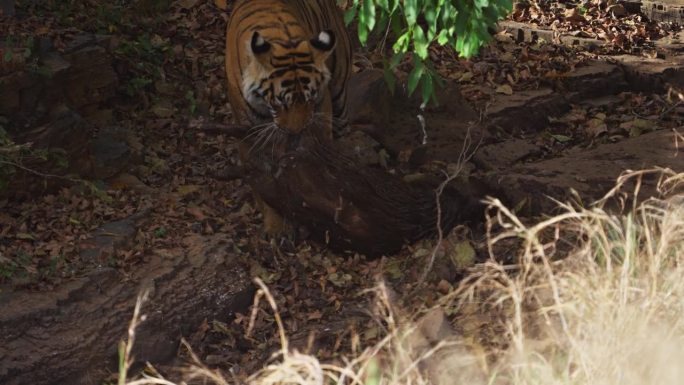 一只野生皇家孟加拉雌虎正在吃野猪的猎物