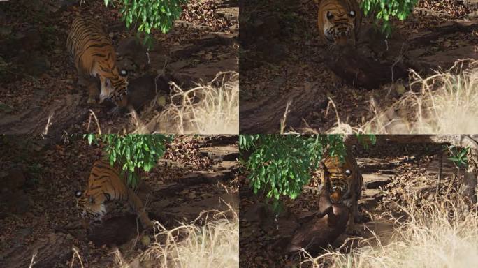 一只野生皇家孟加拉雌虎正在吃野猪的猎物