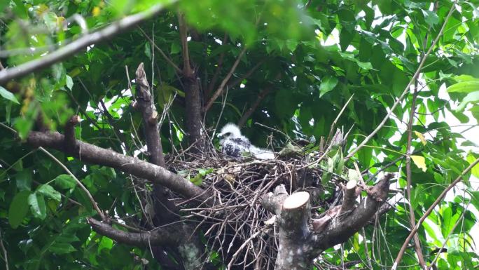 一只长着白色羽毛的凤头苍鹰幼崽正在巢上方的树叶下躲雨
