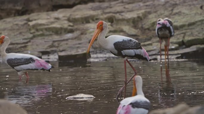 彩鹳在水池里钓鱼栖息地觅食湿地