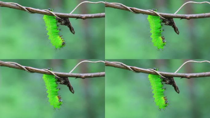 中国北方野外树枝上的蚕蛾幼虫
