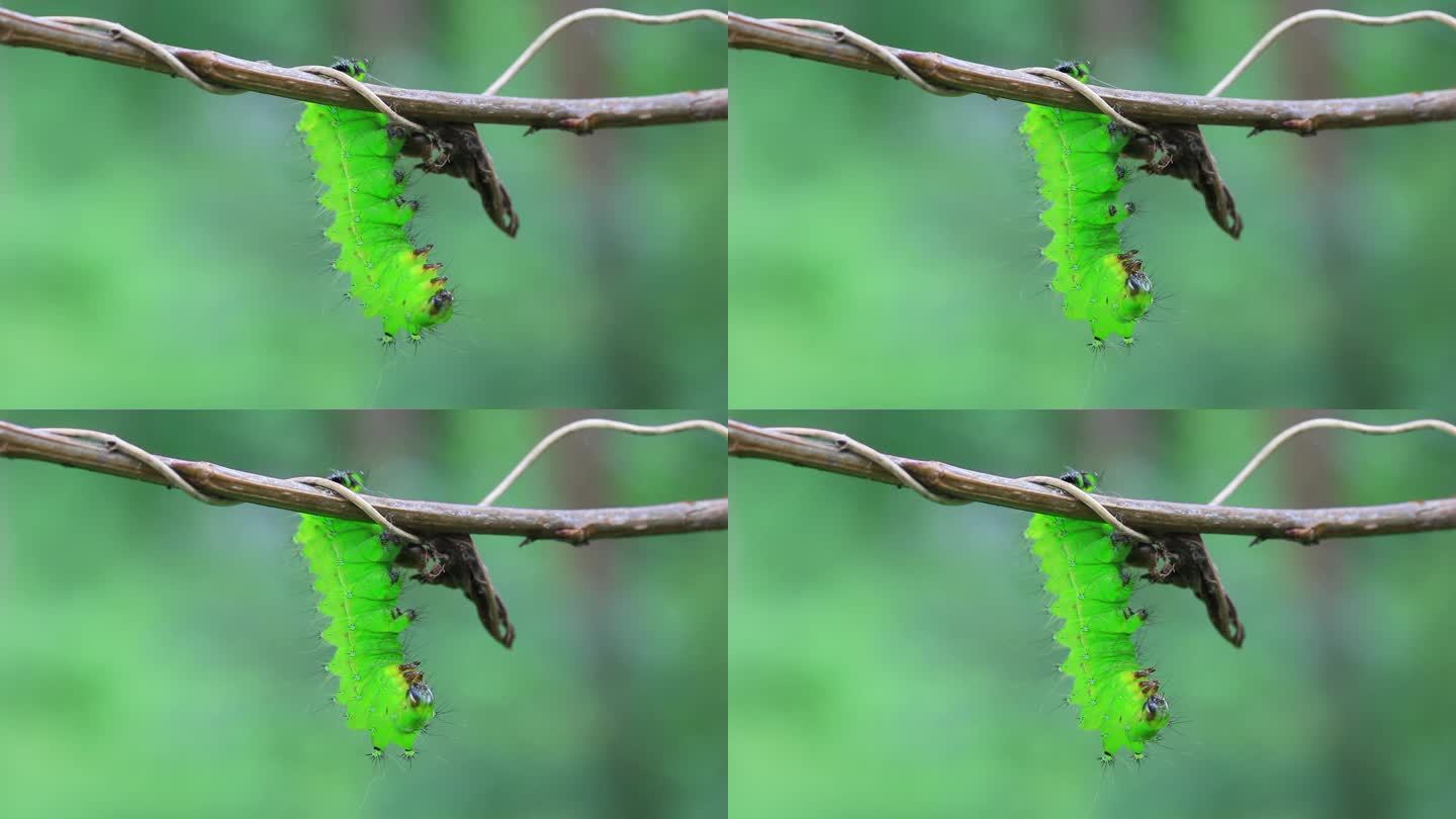 中国北方野外树枝上的蚕蛾幼虫