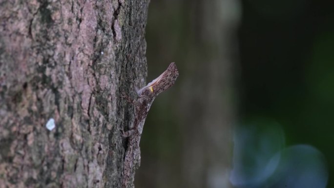 在等待猎物时，身体伸出，背景的树随风移动，斑点飞龙，泰国