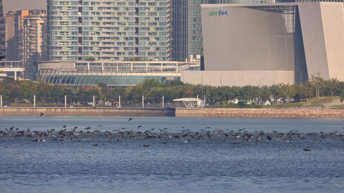 深圳前海欢乐港湾湾区之光