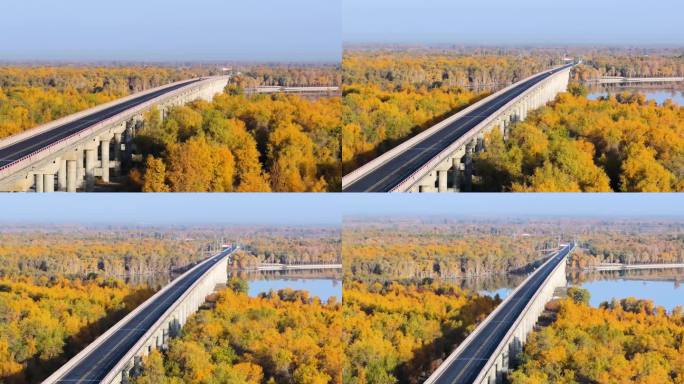 塔里木河的胡杨林及高架桥 原创4K