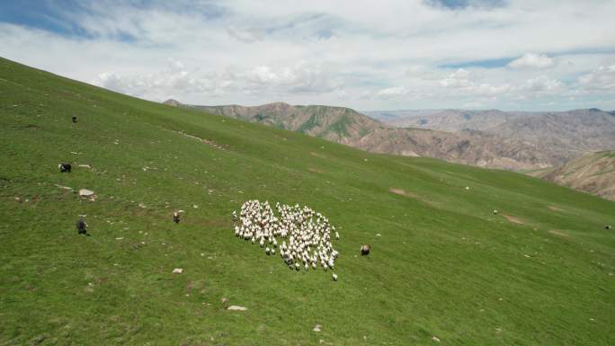 航拍青海放牧 一群羊