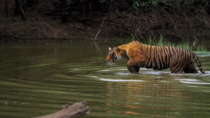 一只野生美丽的皇家孟加拉雌虎Panthera Tigris在印度森林的一个水池里游泳