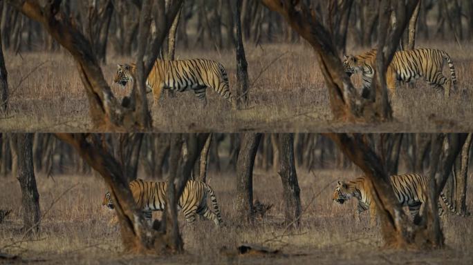 在印度的森林里，一只野生的孟加拉母老虎正在跟踪一头野猪