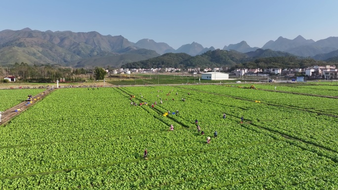 阳山太平沙陂万亩菜心采摘