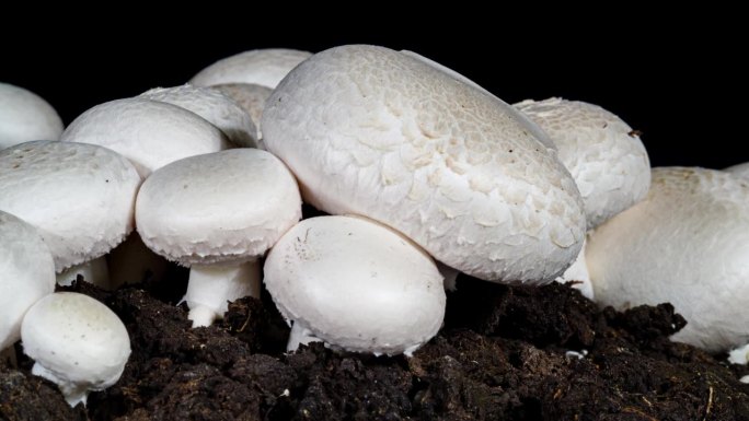 蘑菇生长在土壤背景下的时间推移。浇水时土壤中的微生物