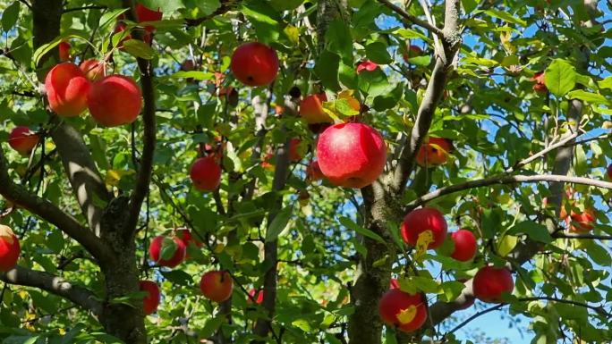 苹果在花园里的苹果树上成熟了。成熟多汁的红苹果挂在树枝上。