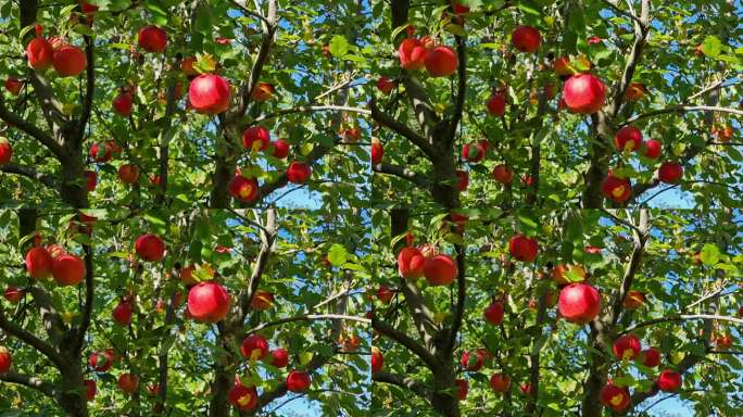 苹果在花园里的苹果树上成熟了。成熟多汁的红苹果挂在树枝上。