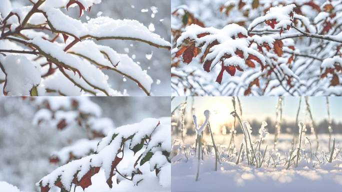 雪景  树叶上的雪 小草