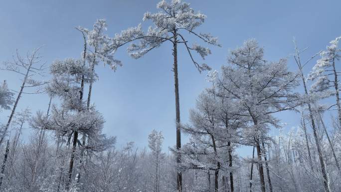 大兴安岭林海雪原雪林