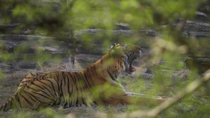 皇家孟加拉虎Panthera Tigris在印度森林里休息的美丽肖像