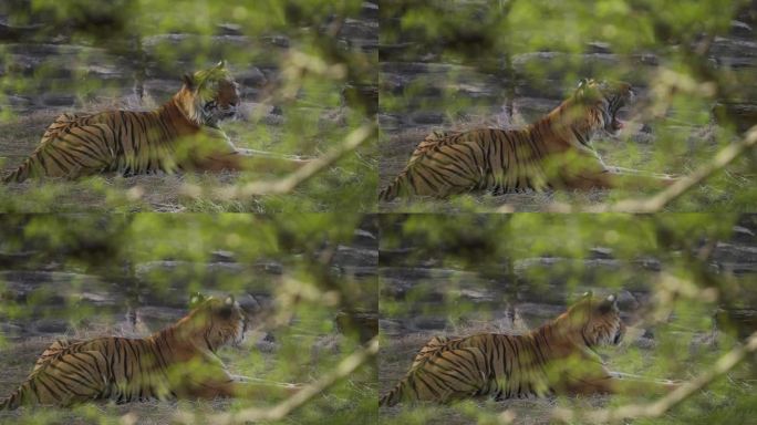 皇家孟加拉虎Panthera Tigris在印度森林里休息的美丽肖像