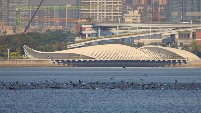 深圳前海欢乐港湾湾区之光