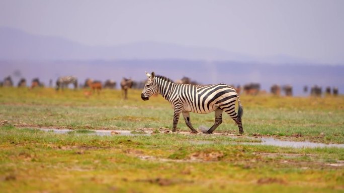 一只野生非洲斑马在森林中独自行走的特写镜头。一只野生非洲斑马在森林中行走的史诗般的镜头。大草原上的野