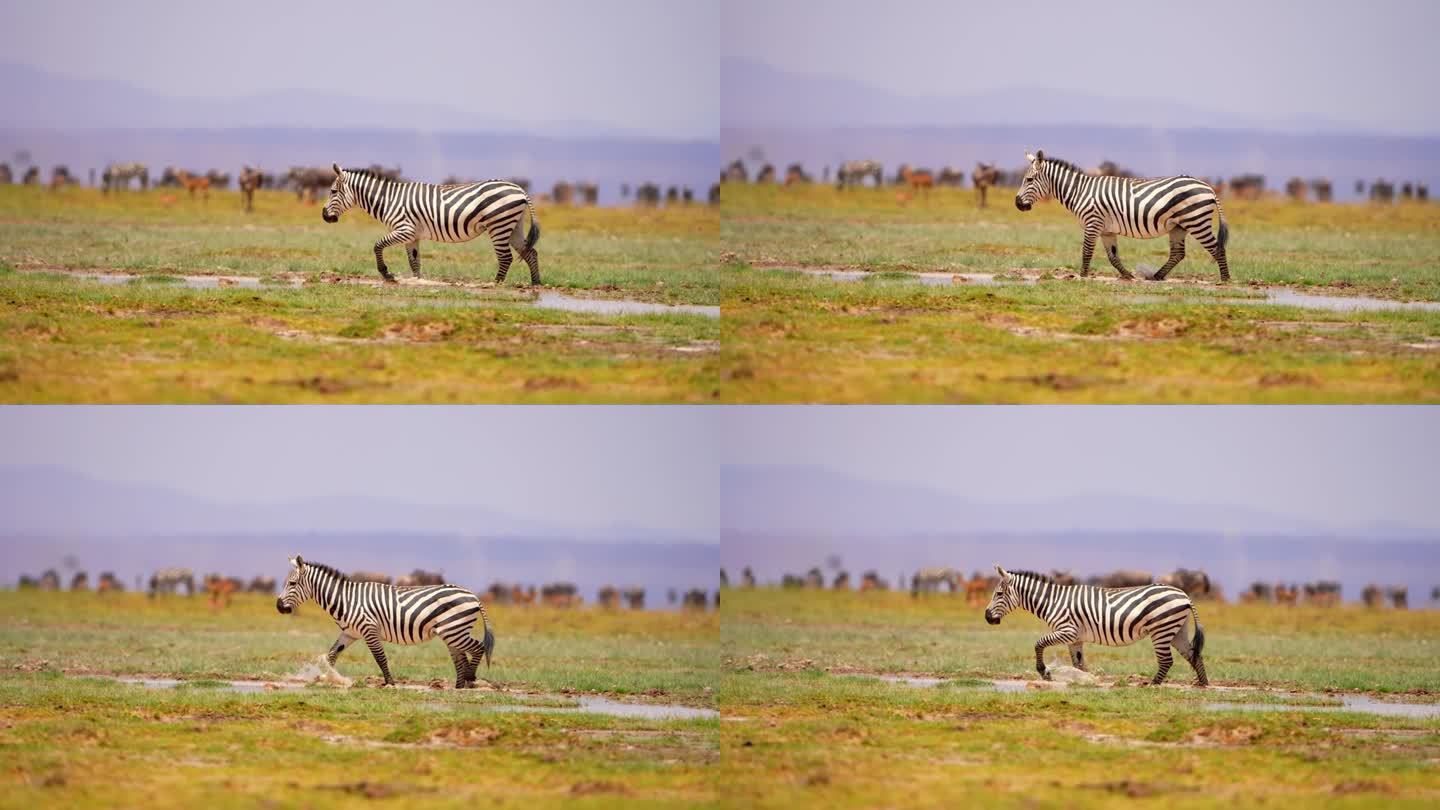 一只野生非洲斑马在森林中独自行走的特写镜头。一只野生非洲斑马在森林中行走的史诗般的镜头。大草原上的野