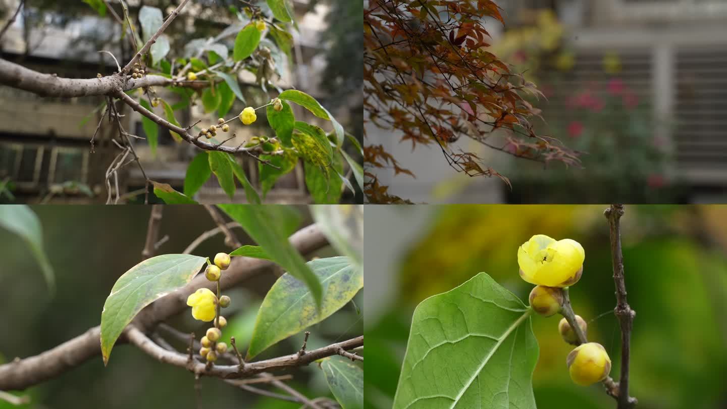 黄色腊梅花