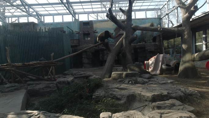 动物园大熊猫跳舞